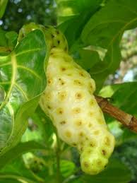 Image result for Morinda