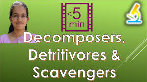 Decomposer synonyms, decomposer pronunciation, decomposer translation, english dictionary definition of decomposer. How To Pronounce Detritivores By Pronunciation Guide