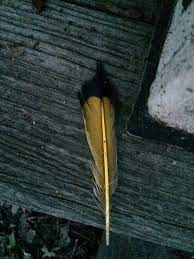 I was potting plants to bring into the house this afternoon and found these two feathers on top of one of the plants. Yellow Shafted Northern Flicker Tail Feather Scott Found Black Feathers Art History Feather Tattoo Design