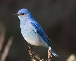 Blue Birds Native To Colorado Idaho State Bird Mountain Bluebird State Birds Blue Bird Bird
