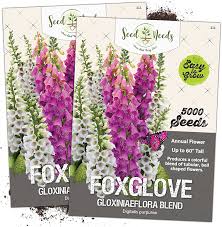 Annual flowers make your garden bright and beautiful for just one growing season. Amazon Com Seed Needs Gloxiniaeflora Foxglove Digitalis Purpurea Twin Pack Of 5 000 Seeds Each Garden Outdoor