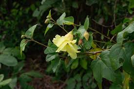 Image result for Azanza lampas