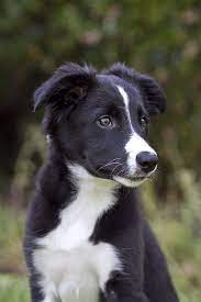 Pin On Beautiful Pups