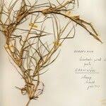 Image result for Cynodon nlemfuensis