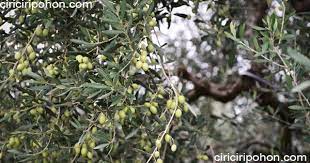 Nama ilmiah adalah pemberian nama pada makhluk hidup baik flora maupun fauna, untuk mempermudah penyebutannya sesuai dengan tingkat berikut ini penulis paparkan tentang nama latin tumbuhan dan gambarnya, antara lain: Berbagai Kisah Pohon Zaitun Di Dunia Ciriciripohon Com