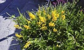 Pin On New Gardening Know How Articles