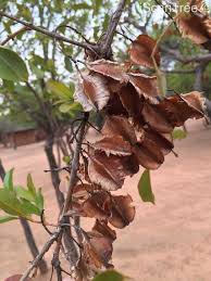 Image result for Combretum apiculatum