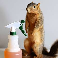 Trim tree branches away from your roof. Homemade Squirrel Repellent Recipe House Of Hawthornes