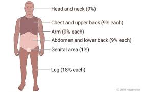 Inside the abdomen, or in the abdominal cavity, are located the actual stomach organ, the liver. Rule Of Nines For Burns