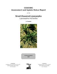 Image result for Lipocarpha micrantha