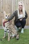 Savannah cat - Wikipedia