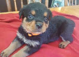 Look at pictures of rottweiler puppies who need a home. Litter Of 7 Rottweiler Puppies For Sale In Windsor Me Adn 24721 On Puppyfinder Com Gender Male S Rottweiler Puppies For Sale Rottweiler Puppies Rottweiler