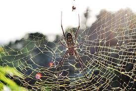 Nfeatures = 2000 # no way to pass to detector.? Golden Silk Orb Weaver Spider Wallpapers Animal Hq Golden Silk Orb Weaver Spider Pictures 4k Wallpapers 2019