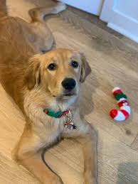 Seeing as both the golden retriever and the lab are so smart, it's no surprise that the goldador is equally as brainy. Goldador Pictures Scrolller