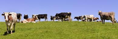 Starting and maintaining an animal farm is a good way to get food, wool and other basic needs. Bmel Farm Animals
