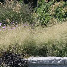 Image result for Deschampsia cespitosa