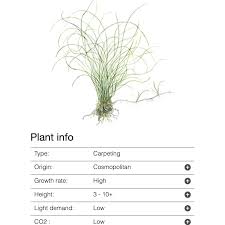 Image result for Eleocharis brainii