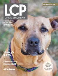 Black labrador retrievers, or just plain black labs, are one of the most commonly owned dogs in the us. Lancaster County Pet Summer 2019 By Lancaster County Pet Issuu