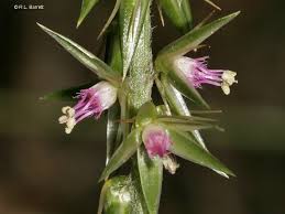 Image result for Achyranthes