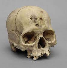 Gift This Not That Bone Clones Vs Skulls Unlimited Skull Reference Skull Anatomy Human Skull