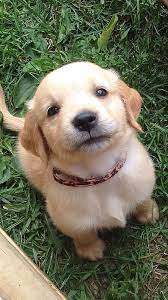 Reddit I D Like You To Meet The Newest Addition To My Family Humphrey R Aww Cute Animals Cute Puppy Pictures Cute Dogs