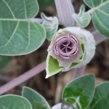 Image result for Datura inoxia