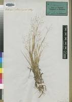 Image result for Panicum arcurameum
