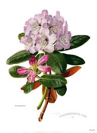 Rhododendron Campanulatum Botanical Art Botanical Art Prints Flower Painting