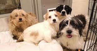 We did not find results for: Bc Spca Seeks Help In Caring For 119 Small Dogs Surrendered Into Care Bc Spca