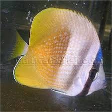 Black And White Striped Saltwater Aquarium Fish Blacklip Butterfly Saltwater Fish Butterflies Fish Salt Water Fishing Butterfly Fish
