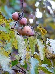 You'll recognize anthracnose persimmon tree diseases by the black spots that appear on the leaves. Wild Persimmons On Paris Mountain Edible Upcountry
