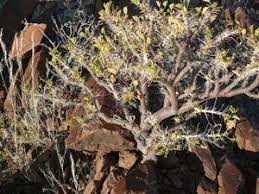 Image result for Commiphora mombassensis