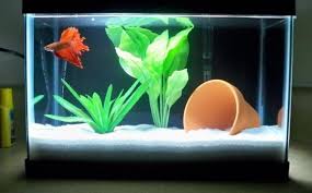 Maybe you would like to learn more about one of these? 2 Gallon Betta Tank Vang Bettas