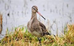 An introduction to the birds of Cley (14 June)