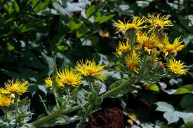 Image result for Nidorella vernonioides