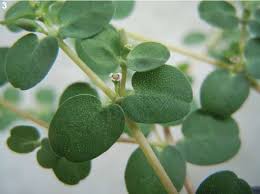 Image result for Euphorbia serpens