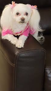 Can I use stove-top browned meat in homemade dog food?