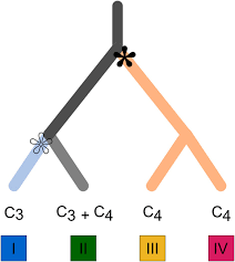 Image result for Alloteropsis