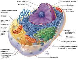 Cells The Living Units Mitochondria Mitochondrial Animal Cell