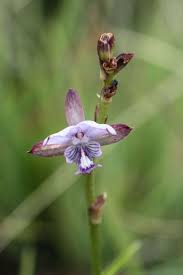 Image result for Eulophia stachyodes