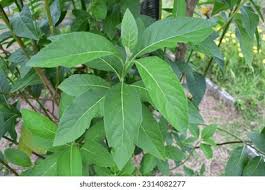 Image result for Vernonia amygdalina