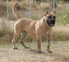 Presa canario puppies for sale. 22 Presa Canario Ideas Presa Canario Dogs Dog Breeds
