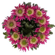 Kaufen Sie Blumen (Chrysanthemen