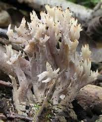 Image result for Clavulina cinerea
