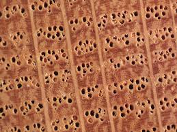 If i have to vacuum crumbs out of it, so be it. Wood End Grain Photos Ring Porous Domestic Hardwoods