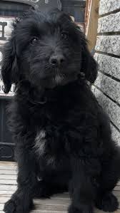 All of our puppies carry a 24 month health guarantee. Bernedoodle Puppies Immediately Available California The Y Guide