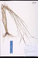 Image result for Eragrostis gangetica