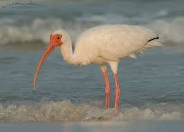 Image result for Ibis White 2014 AQ