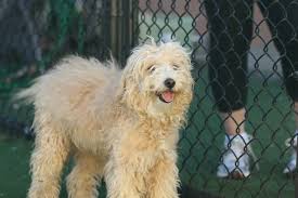 Just In Time For The Holidays Meet Teddy A Wheaten Terrier At Paws Of Coronado Coronado Times