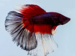 Butterfly bettas are one of the most popular betta colorations. Halfmoon Butterfly Longfin Betta Male Aquafood
